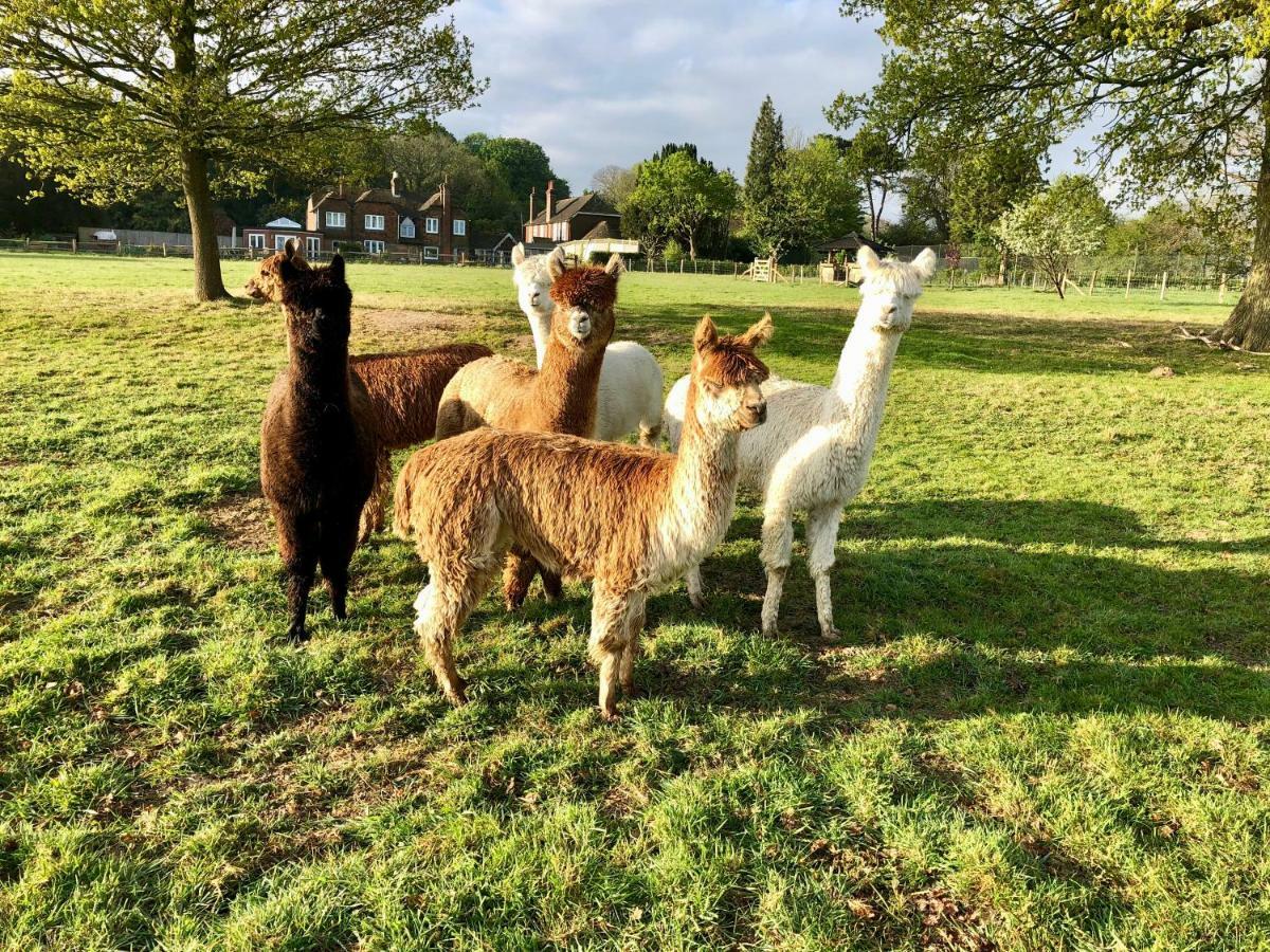 Bewl Rookery B&B Wadhurst Eksteriør billede
